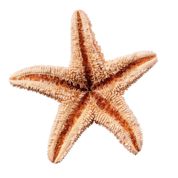 Морские Звезды Изолированы Белом Фоне — стоковое фото