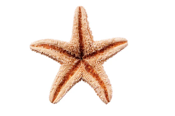 Pequeña Estrella Mar Aislada Sobre Fondo Blanco — Foto de Stock
