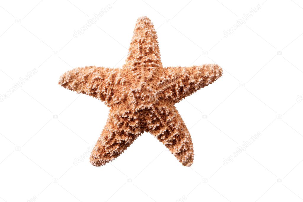 Small starfish seastar isolated on white background