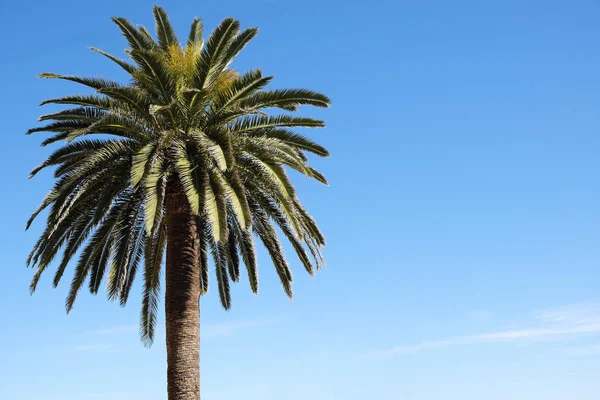 Een palmboom geïsoleerd tegen de blauwe lucht — Stockfoto