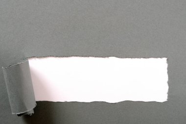 Yırtık gri kağıt şerit beyaz arka plan kıvrılmış alt kenarı