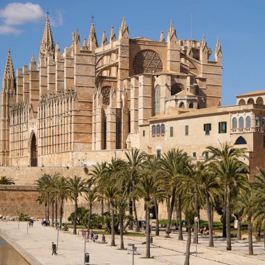 Palma de Mallorca, Ispanya-Mart 24, 2019: ön planda palmiye ağacı Bahçesi ile ünlü Gotik katedral Santa Maria La Seu sonu görünümü
