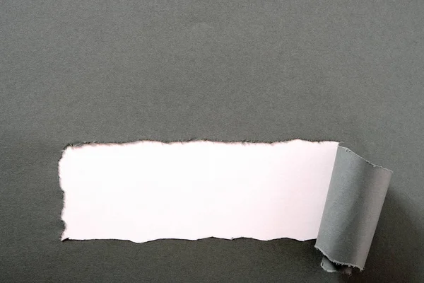 Torn gray paper strip white background curled bottom edge