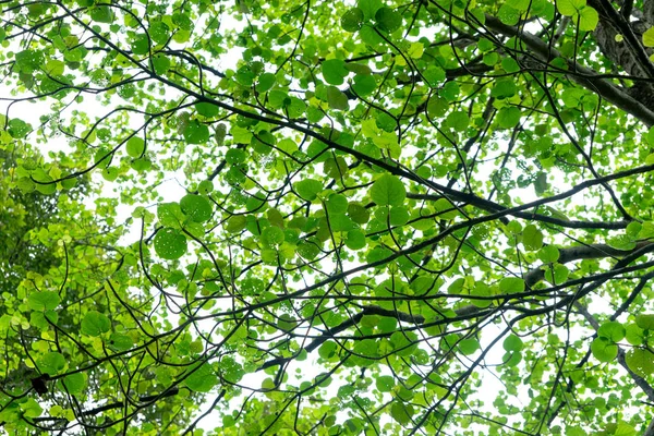 Folha Verde Luz Traseira Floresta Com Tom Amarelo — Fotografia de Stock