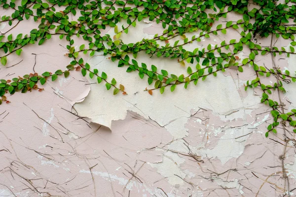 Textuur Van Oude Grunge Muur Met Het Groene Blad Meer — Stockfoto