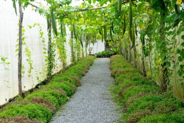 Tayland 'daki fidanlıkta, Asya bitkisiyle.