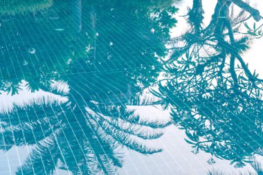 Mavi suyun üzerindeki palmiye ağacının gölgesi