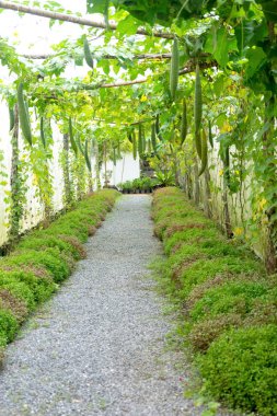 Tayland 'daki fidanlıkta, Asya bitkisiyle.