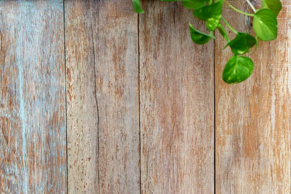 Old  wood fence background  with green leaf — Stock Photo, Image