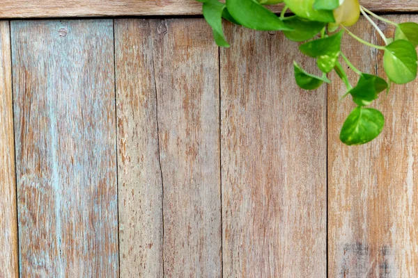 Old  wood fence background  with green leaf — Stock Photo, Image