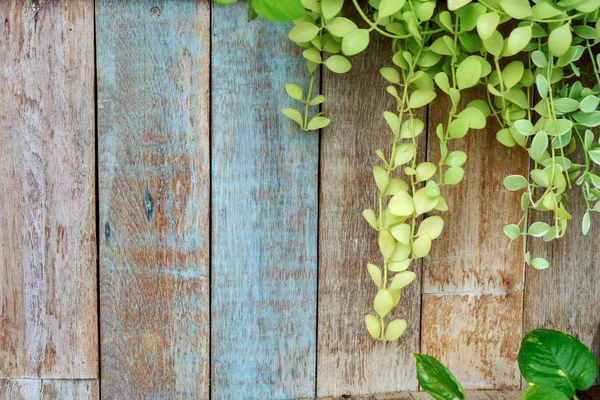 Yeşil yapraklı eski ahşap çit arka planı