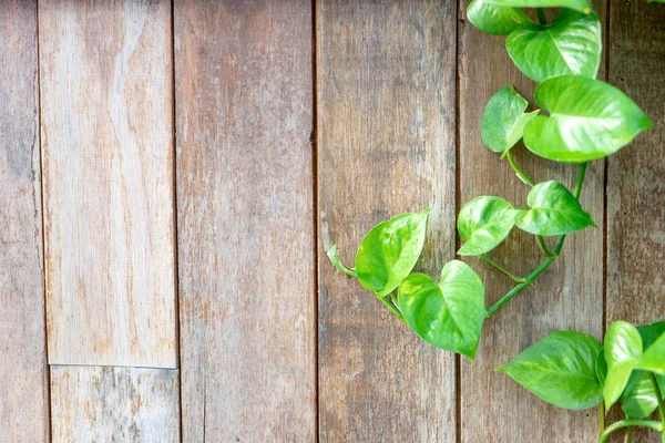Vecchio sfondo recinzione in legno con foglia verde — Foto Stock
