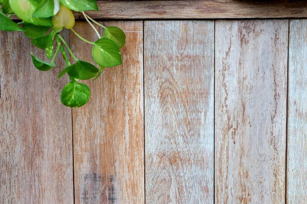 Old  wood fence background  with green leaf — Stock Photo, Image