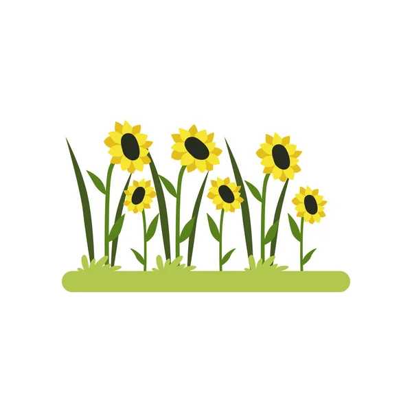 Sunflower field vector Illustration on a white background — Stock Vector