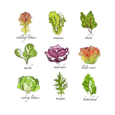 Taze otlar ayarla, meşe yaprağı, romaine, pazı, mache, radicchio, lollo, rosso, marul, mizuna, ekmeğiiçine bitkiler beyaz zemin üzerine çizilmiş vektör çizimler ver.