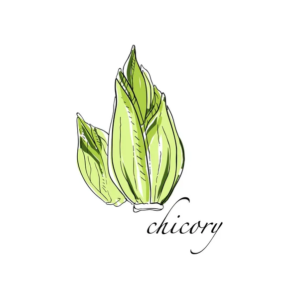 Chicory fresh culinary plant, green seasoning cooking herb hand drawn vector Illustrations on a white background — Stock Vector