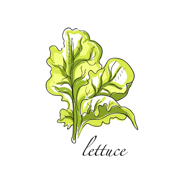 Laitue fraîche plante culinaire, vert assaisonnement cuisson herbe dessinée à la main vecteur Illustrations sur un fond blanc — Image vectorielle