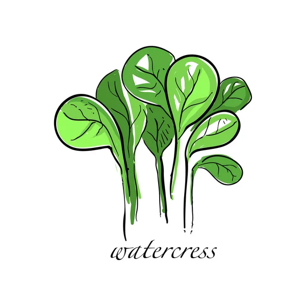 Waterkers verse culinaire plant, groene kruiden koken kruid voor soep, salade, vlees en andere gerechten hand getekende vector illustraties op een witte achtergrond — Stockvector