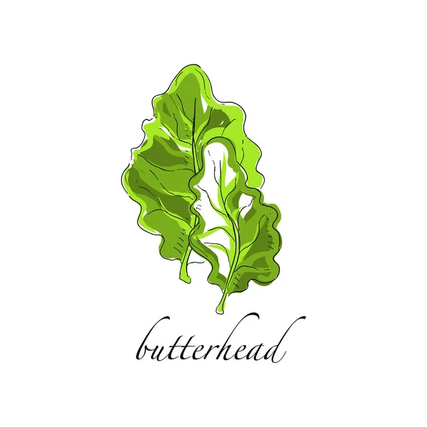 Butterhead 신선한 요리 식물, 녹색 요리 양념 허브 수프, 샐러드, 고기 및 다른 요리 손 그려진된 벡터 일러스트 흰색 배경에 대 한 — 스톡 벡터