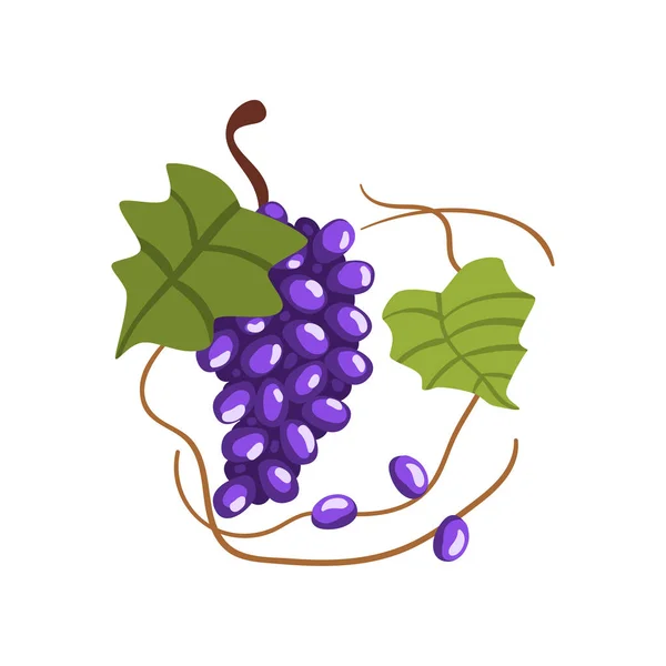 Grappolo fresco di uva rossa, vettore del processo di produzione della cantina Illustrazione su fondo bianco — Vettoriale Stock