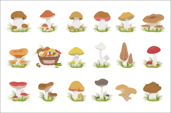 Eatable Mushrooms Realistic Drawings Set — Stock Vector