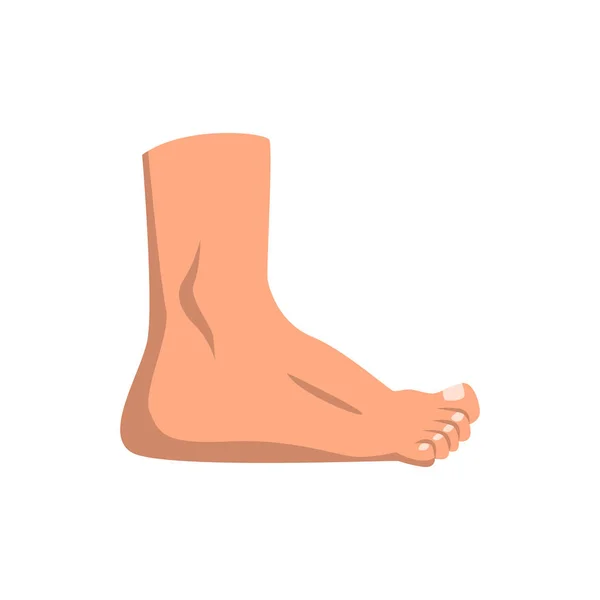 Lidská noha stojící vektorové ilustrace na bílém pozadí — Stockový vektor