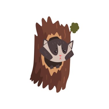 Cute raccoon sitting in hollow of tree, hollowed out old tree and cute animal cartoon character inside vector Illustration i on a white background clipart