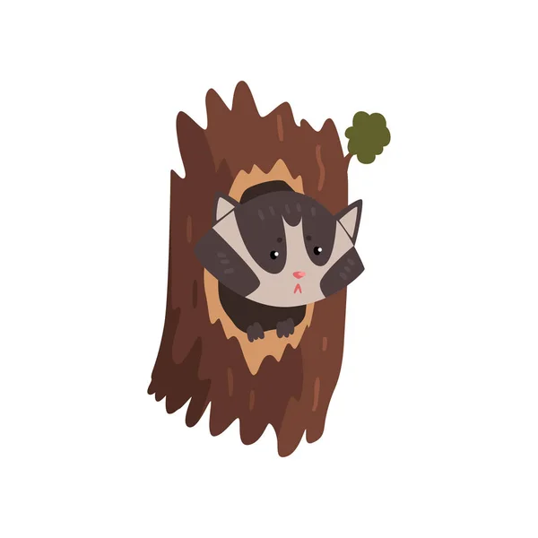 Lindo mapache sentado en el hueco del árbol, ahuecado árbol viejo y lindo personaje de dibujos animados de animales dentro del vector Ilustración i sobre un fondo blanco — Vector de stock