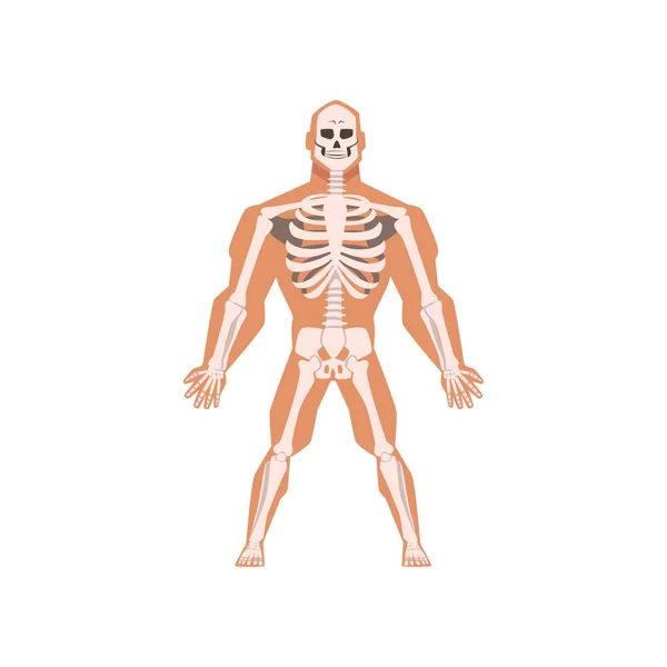 Menschliches biologisches Skelettsystem, Anatomie des menschlichen Körpervektors auf weißem Hintergrund — Stockvektor