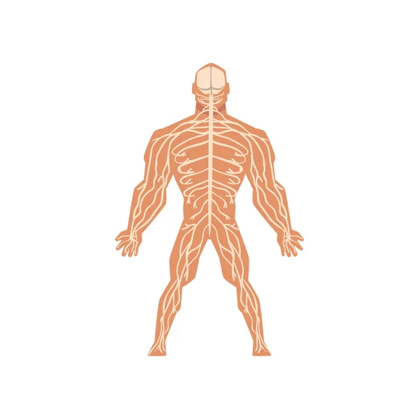 Układu nerwowego człowieka biologicznych, anatomii ludzkiego ciała wektor ilustracja na białym tle — Wektor stockowy