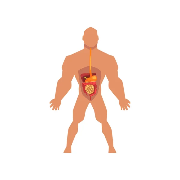 Menschliches biologisches Verdauungssystem, Anatomie des menschlichen Körpervektors auf weißem Hintergrund — Stockvektor