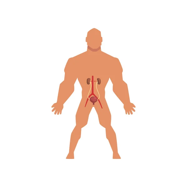 Menschliches Harnsystem, Anatomie des menschlichen Körpers Vektor Illustration auf weißem Hintergrund — Stockvektor