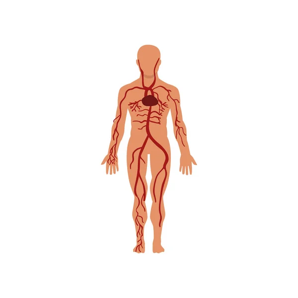 Menschliches Kreislaufsystem, Anatomie des menschlichen Körpervektors auf weißem Hintergrund — Stockvektor