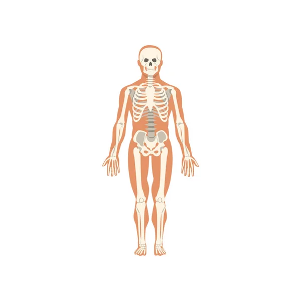 Sistema esquelético humano, anatomía del cuerpo humano vector Ilustración sobre un fondo blanco — Vector de stock