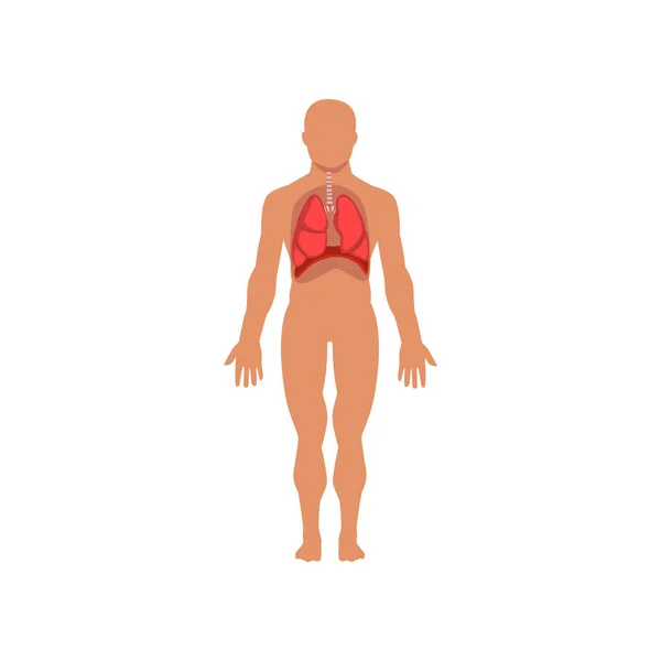 Sistema respiratorio umano, anatomia del vettore del corpo umano Illustrazione su sfondo bianco — Vettoriale Stock