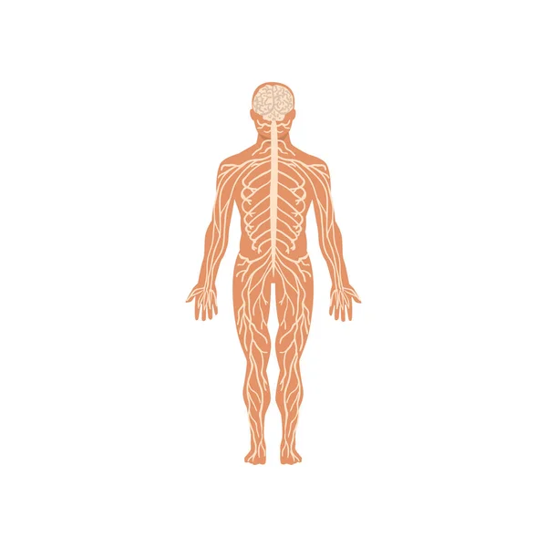 Menselijk zenuwstelsel, anatomie van het menselijk lichaam vector illustratie op een witte achtergrond — Stockvector