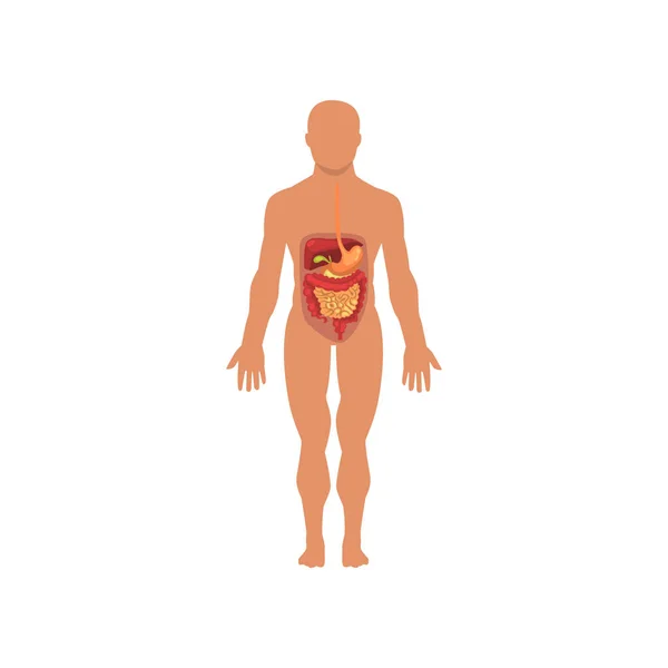 人間の消化器系は、白い背景の上の人間の体ベクトル図の解剖学 — ストックベクタ
