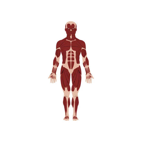 Ανθρώπινο σκελετικό σύστημα, ανατομία του ανθρώπινου σώματος διανυσματικά εικονογράφηση σε λευκό φόντο — Διανυσματικό Αρχείο