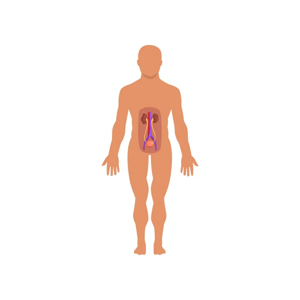 Menschliches Ausscheidungssystem, Anatomie des menschlichen Körpervektors auf weißem Hintergrund — Stockvektor