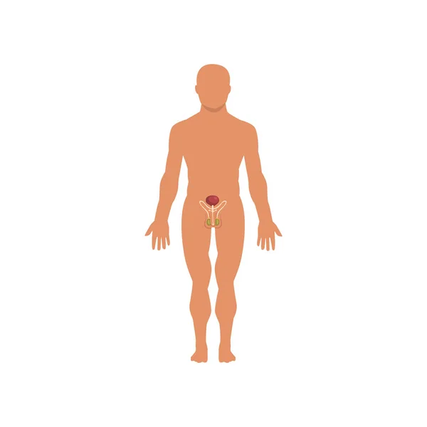 Männliches Sexualsystem, Anatomie des menschlichen Körpervektors auf weißem Hintergrund — Stockvektor