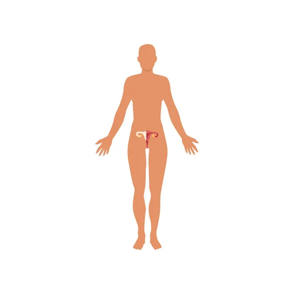 Weibliches Sexualsystem, Anatomie des menschlichen Körpervektors auf weißem Hintergrund — Stockvektor