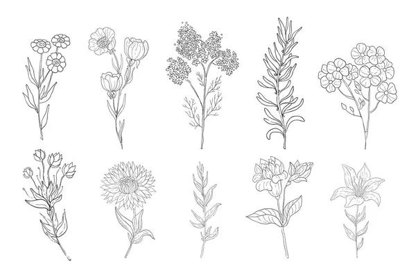Ervas medicinais desenhadas à mão, plantas de desenho de linha, fundo floral —  Vetores de Stock