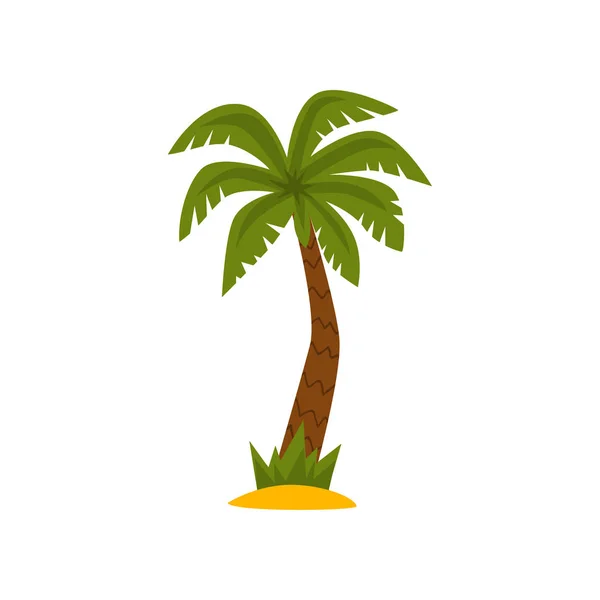 Hermosa palmera, vector de planta tropical siempreverde Ilustración sobre un fondo blanco — Archivo Imágenes Vectoriales