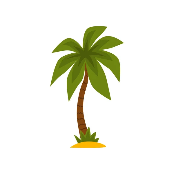 Tropical evergreen palm tree vector Illustration on a white background — Stock Vector