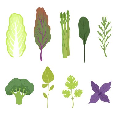 Taze salata Yeşiller ve küme, Vejetaryen Sağlıklı aromatik otlar ve vektör çizimler beyaz bir arka plan üzerinde yemek pişirmek için yapraklı sebze yaprakları