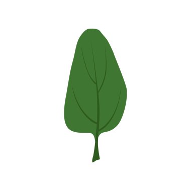 Yeşil taze ıspanak yaprağı, Vejetaryen Sağlıklı gıda, organik ot vektör çizim beyaz bir arka plan üzerinde yemek pişirmek için