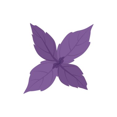 Taze fesleğen yaprağı, Vejetaryen Sağlıklı gıda, organik mutfak aromatik ot vektör çizim beyaz bir arka plan üzerinde