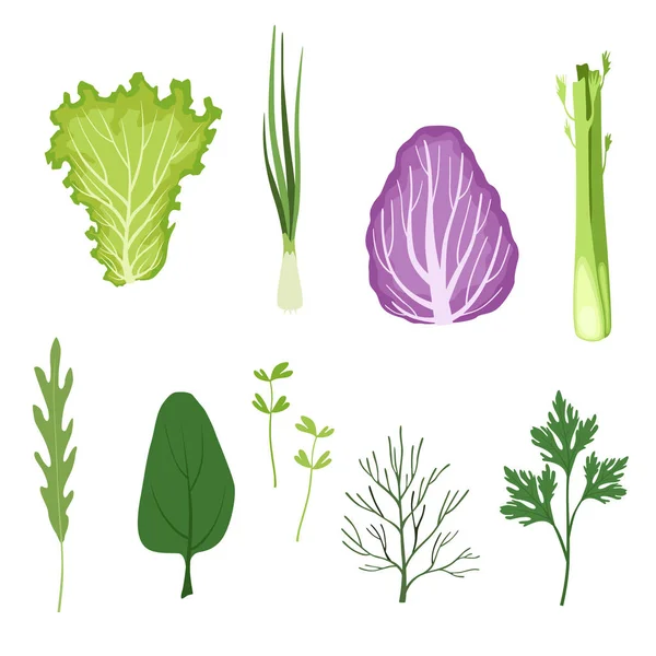 Ensalada de verduras y hojas, vegetarianas hierbas orgánicas saludables y verduras de hoja para cocinar vector Ilustraciones sobre un fondo blanco — Archivo Imágenes Vectoriales