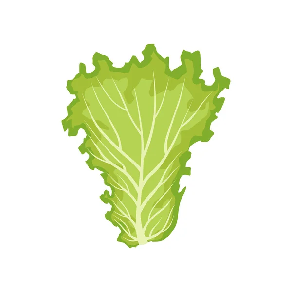 Hoja de lechuga, comida vegetariana saludable, verduras de hoja orgánica para cocinar vector Ilustración sobre un fondo blanco — Vector de stock