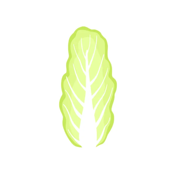 Repollo chino, comida vegetariana saludable, verduras de hoja orgánica para cocinar vector Ilustración sobre un fondo blanco — Vector de stock
